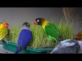 Lovebirds and paddy grass 2 lovebird fischers and personata