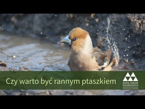 Wideo: Kiedy obserwacja ptaków 2021?