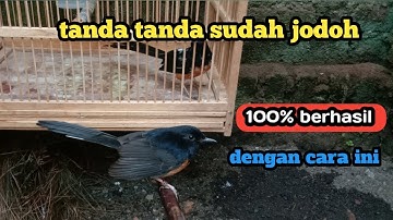 Tanda tanda murai sudah jodoh, dengan cara ini 100% berhasil