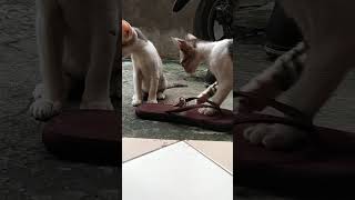 Kucing Dan Kecoa #shorts