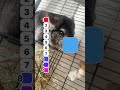 Cool mode chinchilla