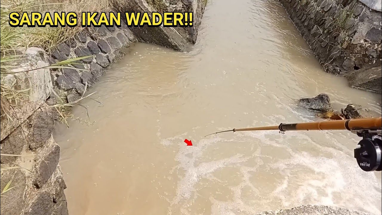 Strike Bertubi-tubi! Mancing Ikan Derbang di Irigasi Sawah Bikin Nagih!