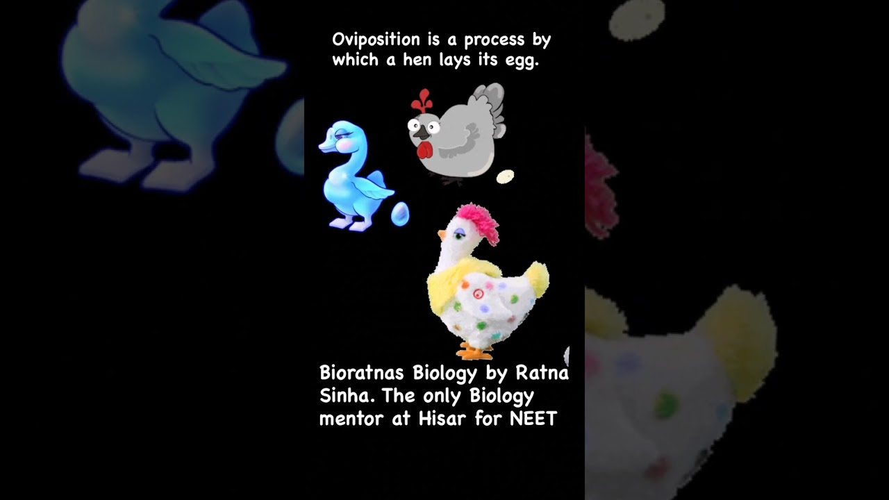 Oviposition is a process of laying egg by hen.