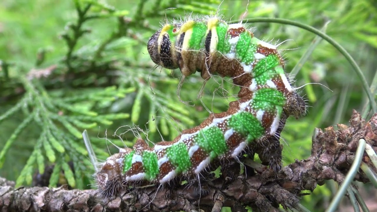 Graellsia isabellae eats