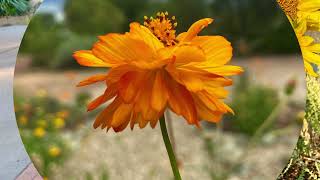 Mellow music and flowers | A Short Break with Ann Charles' Photos