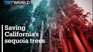 World's largest tree in danger of being scorched by wildfires