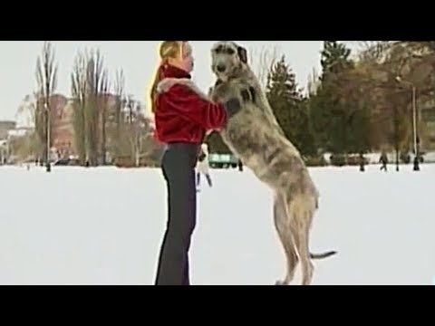 Видео: Топ-10 крупных пород собак