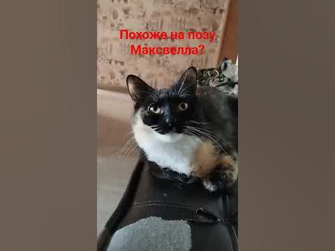 моя кошка Муся притворилась Максвеллом #maxwellcat #мем #memes #meme # ...