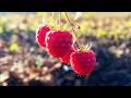 The truth about "No Time": How I finally started my future raspberry harvest 🍓