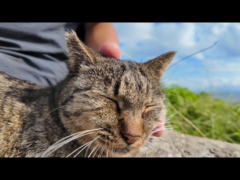 猫島の防波堤で座っていたら…猫が自らモフられに来た!【癒し】