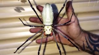 🕸Top 10 Largest Spiders (True Spiders) - (BEST LIST)