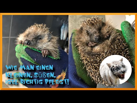 🦔 SÜßESTES Igelkind der WELT! 🦔 4 WERTVOLLE Tipps wie man Igel pflegt! 🤗