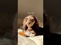 日向ぼっこしてたらブサイクになったｗｗ#ダックス#犬のいる生活 #ツナの日常