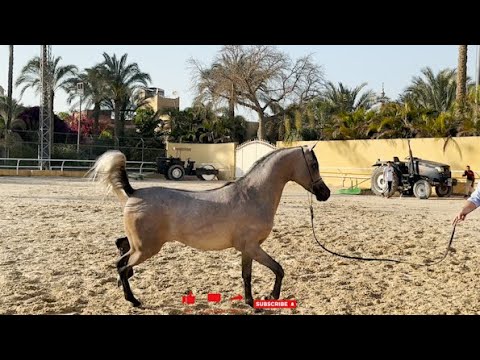 الحصان العربي هلال الزهوة