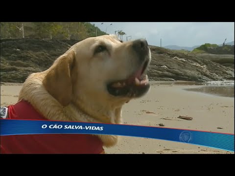 Vídeo: Cães que salvam vidas: fatos sobre cães de busca e resgate