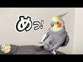 タオルや座布団に次々八つ当たりしていき最後に私も叱られる オカメインコこはく