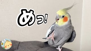 タオルや座布団に次々八つ当たりしていき最後に私も叱られる オカメインコこはく