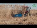 BCS tractor mounted reaper binder harvest reed in Chinese Inner Mongolia进口悬挂割捆机在内蒙古收割芦苇