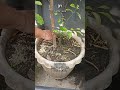 #133 Mayana  Rooftop Garden
