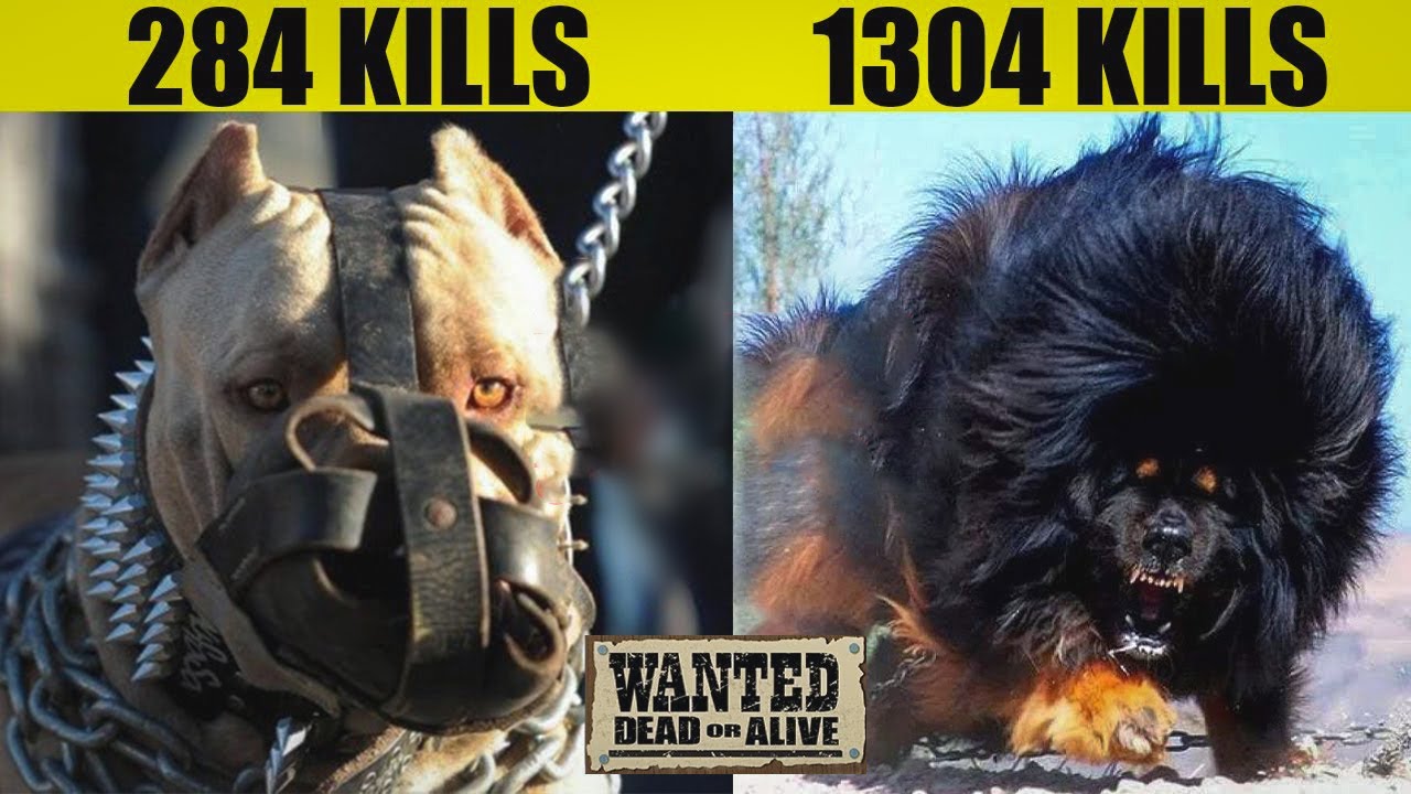 most fearless dog breed