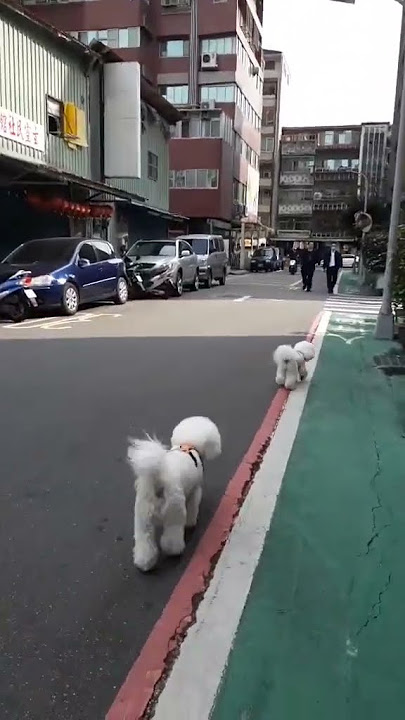 Tali ws kadung pedot angel engok ane#tuantuan#yeyen#Shorts