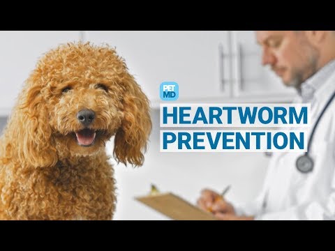 Video: 5 mýtov o mačkovitých chorobách srdcových červov