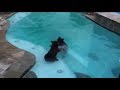 Two Bears Swimming in Pool and Playing in Our Backyard