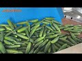 JC SORT Cucumber Sorting & Packing Line – Fast, Clean, Precise