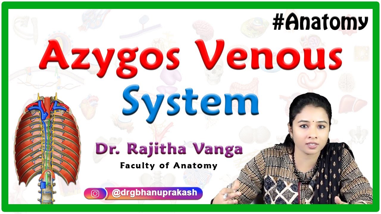 Gross anatomy of Azygos venous system Azygos vein, Accessory