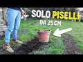 AL PUB CI SONO SOLO PISELLI.. [ OGNI 25 CM ]