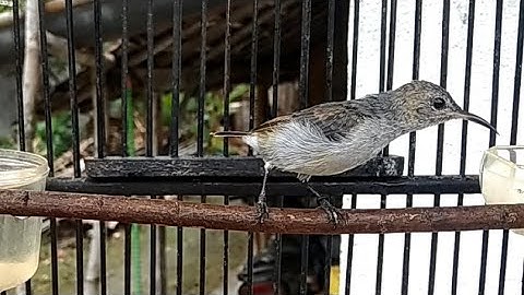Suara Kolibri Ninja Betina - Ampuh Atasi KONIN Yang Bisu & Macet Bunyi Langsung NYAUT Gacor NGOBRA