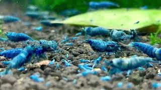 At Week 5–6 Juvenile stage between 3.5–4mm, shrimplets are more active and have distinct coloration