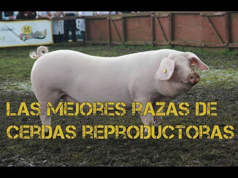 Video: Cría Porcina: Que Raza Elegir