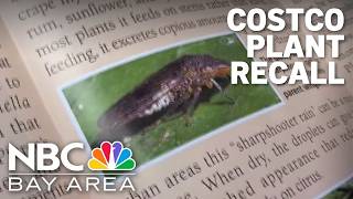 Santa Clara County goes door-to-door to recover Costco plants linked to invasive pest