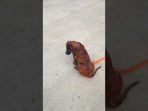 12 week Hanoverian Hound early obedience training