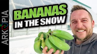 Growing Bananas in 30C in Canada in a Passive Solar Greenhouse.