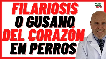 ¿Los síntomas del gusano del corazón aparecen de repente?