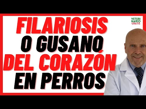 วีดีโอ: Enfermedad del Gusano del Corazón en Perros