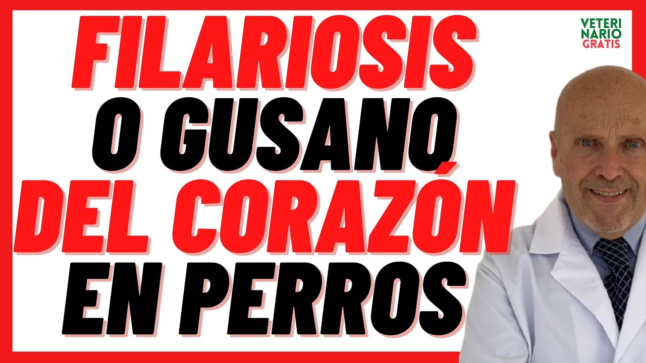 🔴 FILARIOSIS o GUSANO DEL CORAZÓN en Perros 🔴 Síntomas y Tratamiento con IMMITICIDE e IVERMECTINA