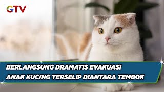 Pemadam Kebakaran Evakuasi Anak Kucing Terselip di Dinding Rumah, di Palangkaraya - BIS 14/08