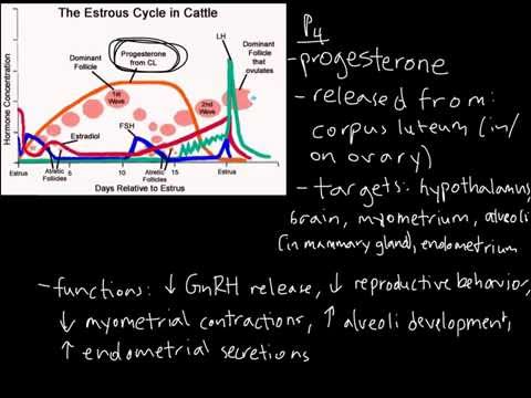 Wideo: Co może powodować anestrus?