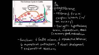 Estrous Cycle