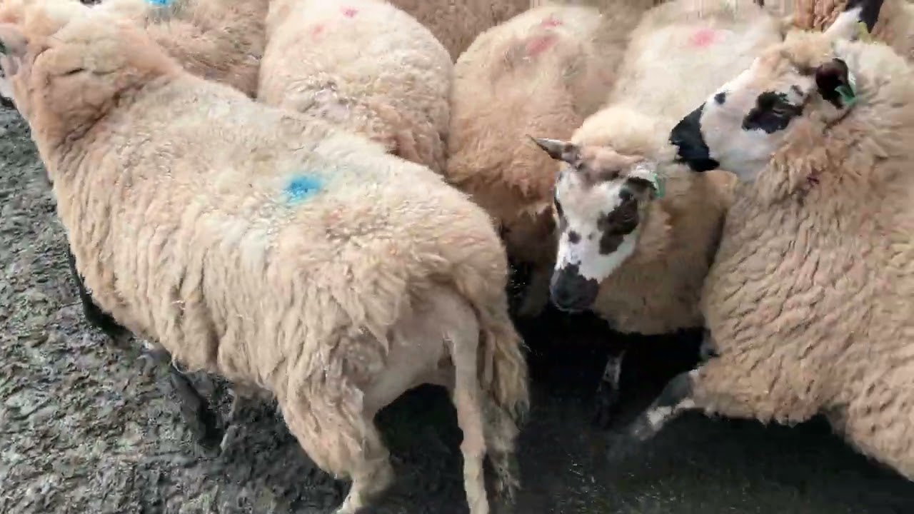 14 KERRY HILL IN-LAMB EWES