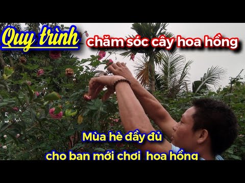 Video Quy trình cắt tỉa, chăm sóc,bón phân,phòng bệnh,tưới... - youtube