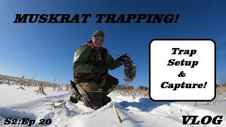 WINTER MUSKRAT TRAPPING with CAPTURE! | VLOG | S2:Ep 21