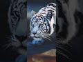 в год тигра тигровый клип! 🐯 🐅 2022!