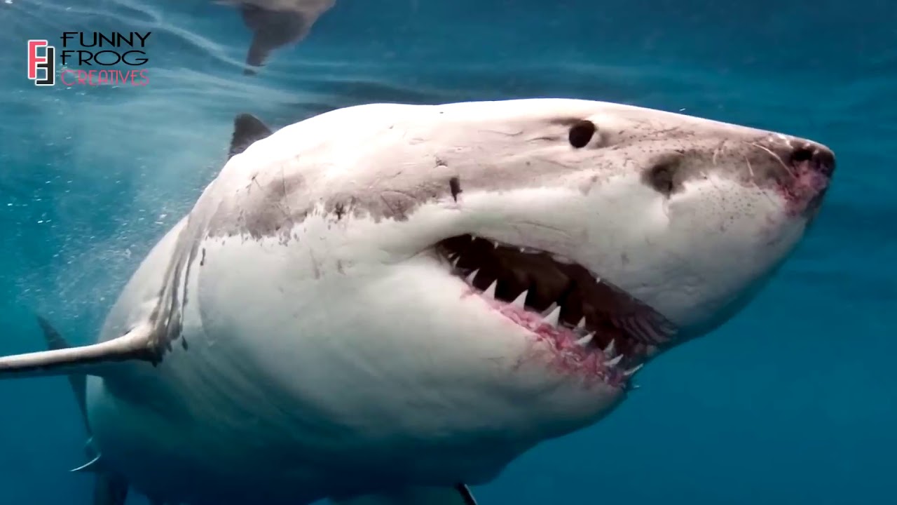 সমুদ্রের সবচেয়ে ভয়ংকর ৫টি প্রাণী !! 5 Most Dangerous Sea Creatures