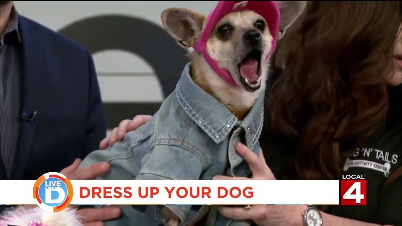 Live in the D: Celebrate National Dress Up Your Pet Day! - YouTube