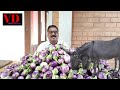Donkey Vegetable Food|Brinjal|India|Comida Vegetal de Burro|Brinjela|อาหารผักลา|มะเขือเปราะ