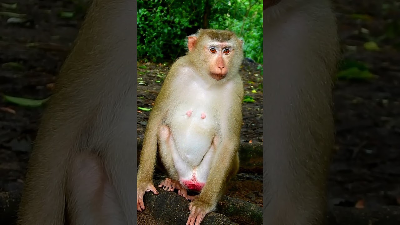 Adorable new mom monkey nearly give a baby birth. 